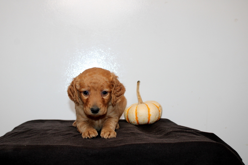 puppy, for, sale, Mini Golden Doodle F2, Matthew B. Stoltzfus, dog, breeder, Gap, PA, dog-breeder, puppy-for-sale, forsale, nearby, find, puppyfind, locator, puppylocator, aca